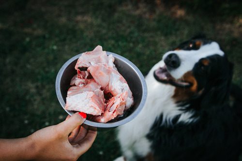 dog looking at turkey bones