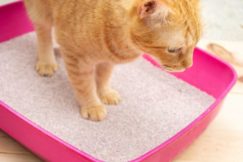 orange-cat-standing-in-pink-litterbox