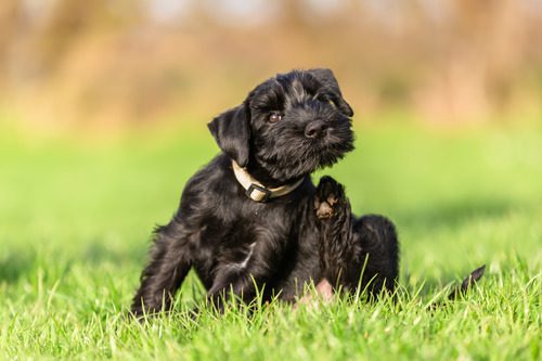 black-schnauzer-puppy-scratches-himself-behind-the-ear