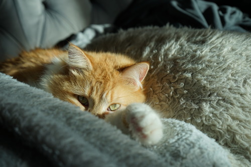 orange-cat-laying-on-comfy-chair