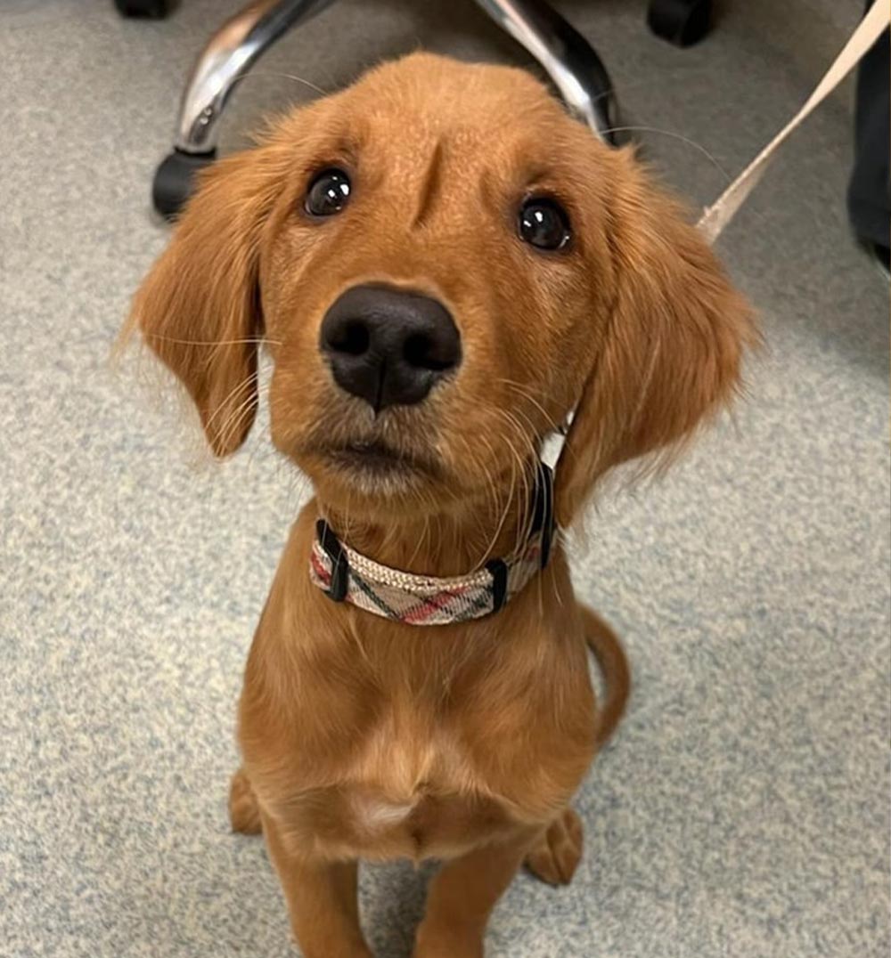 Close Up Of Cute Golden Retriever Puppy