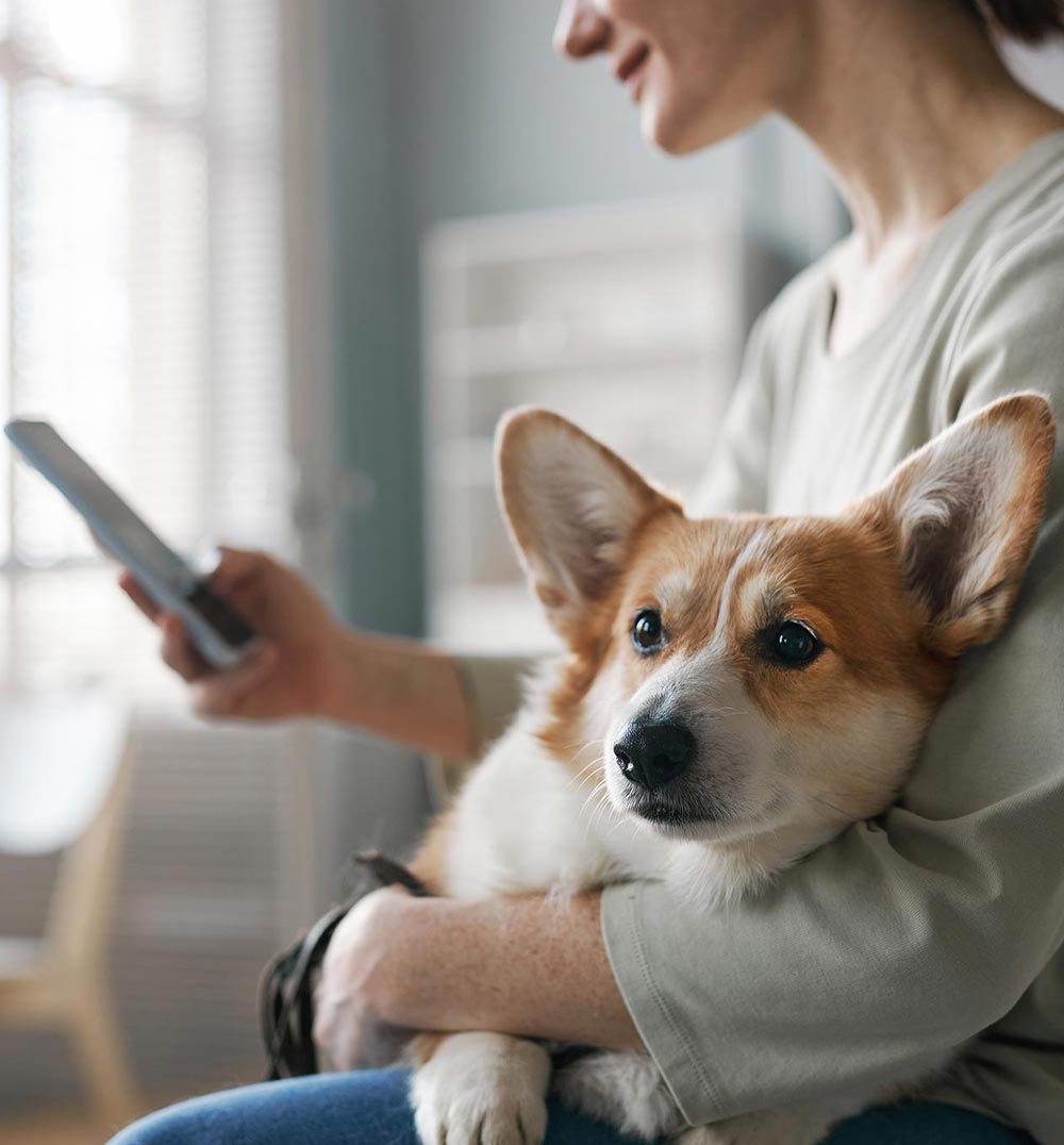 Close Up Of Woman Holding Corgi While Using Cell Phone