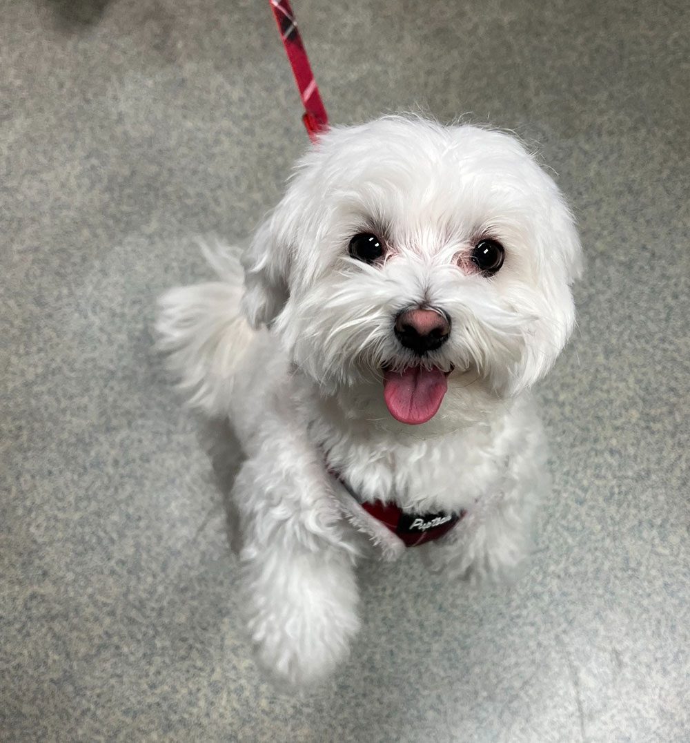 Small Happy Fluffy White Dog Standing On Hind Legs