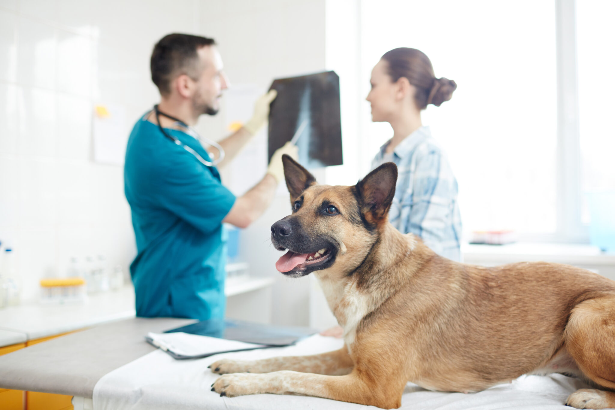 cat-and-dog-x-ray dog sitting on x-ray table