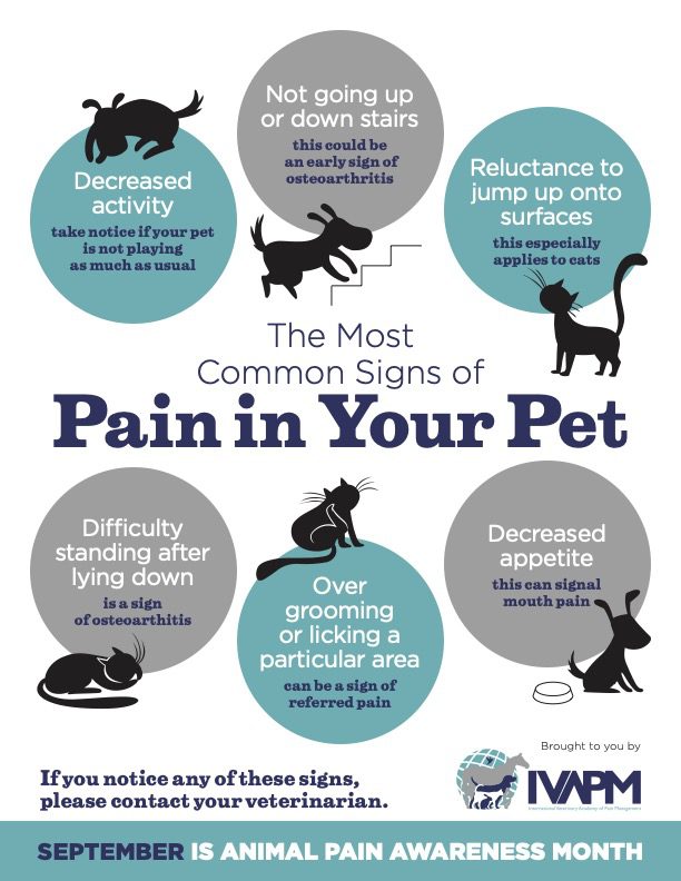 Ivapm Signs Of Pain Poster Illustration 2019 Final 8 6 19