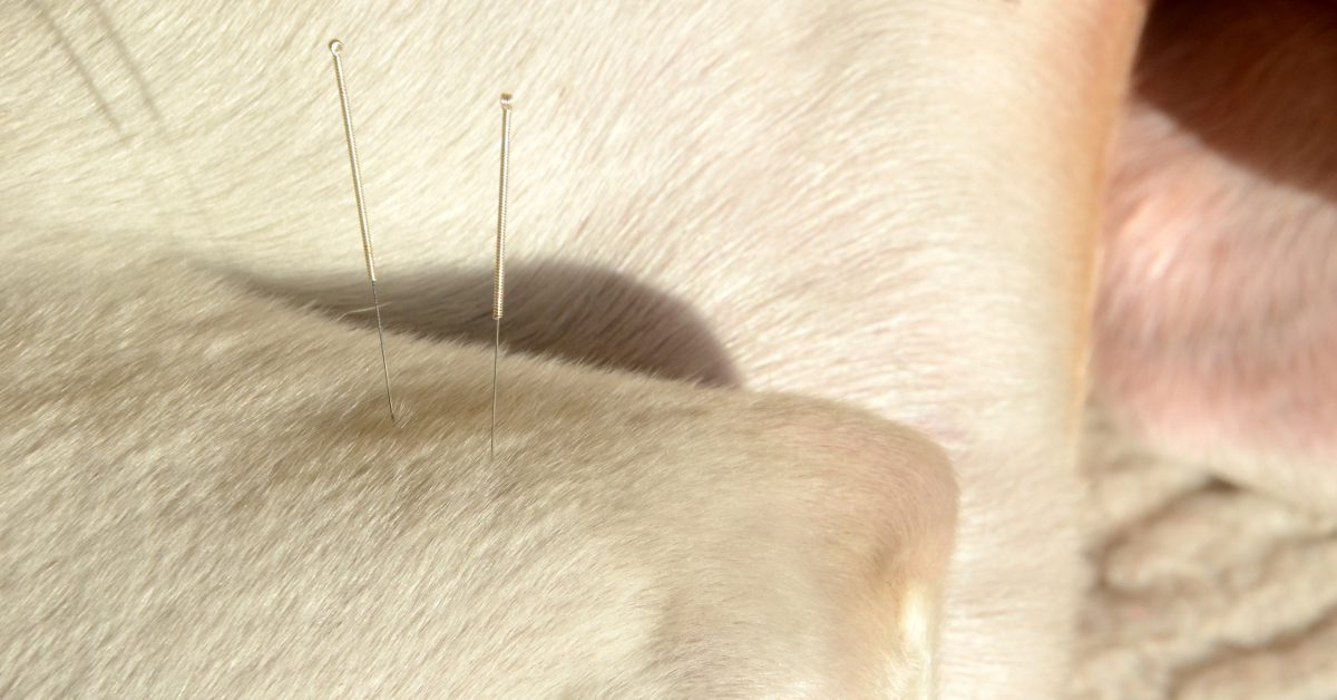 close up of acupuncture needles in a dog's leg