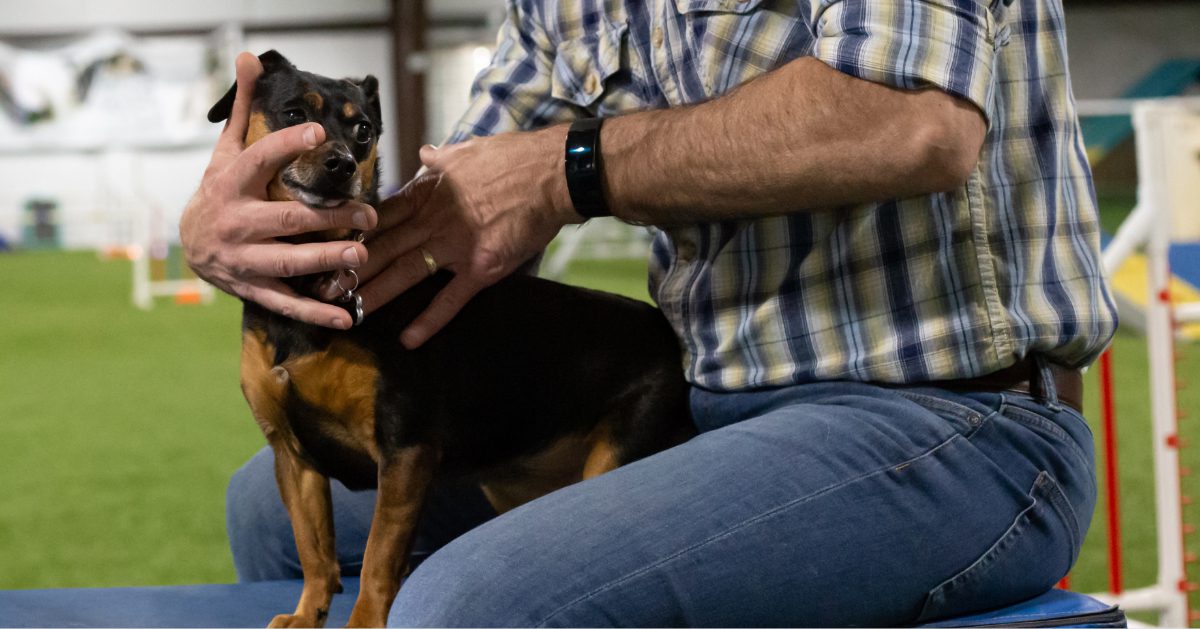 small dog being adjusted by a dog chiropractor