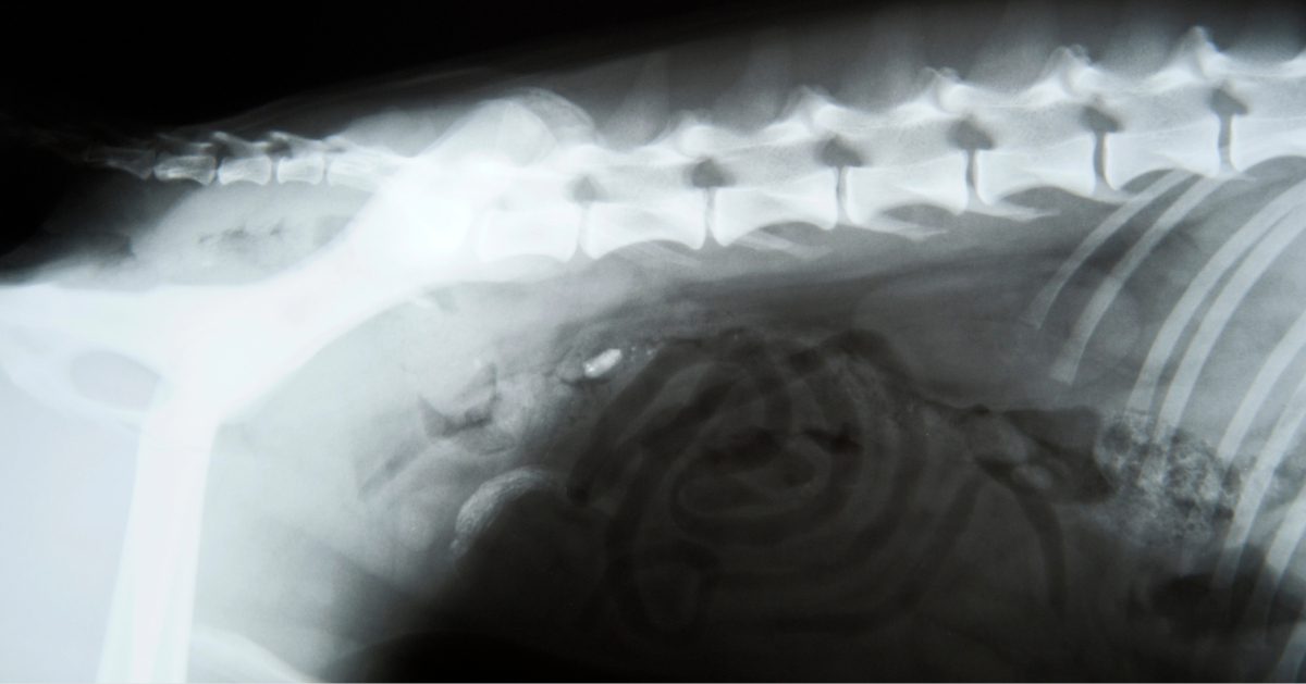 X-ray image of a dog's spine