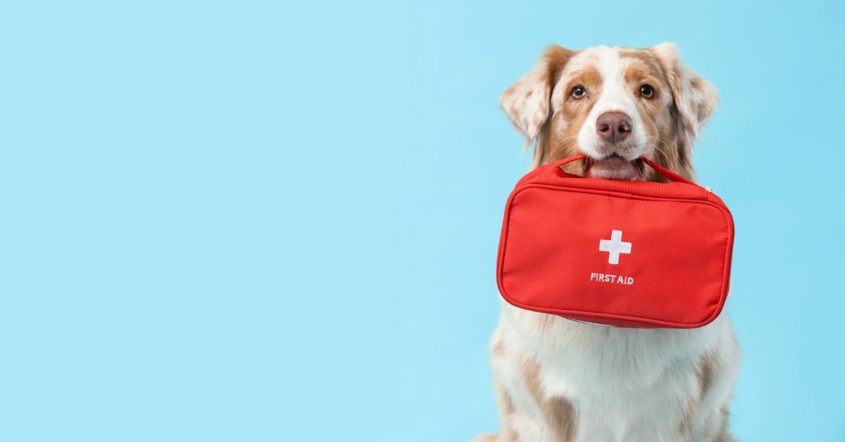 dog holding a red first aid kid bag in its mouth against a blue background