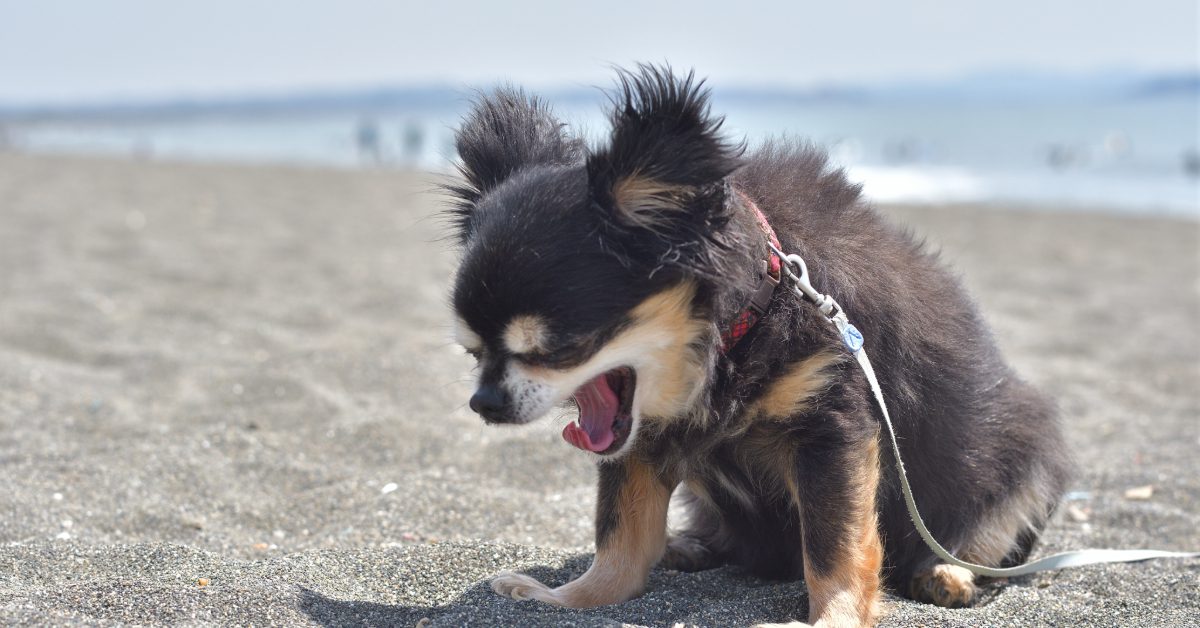 small dog sitting in the sand on the beach while sneezing